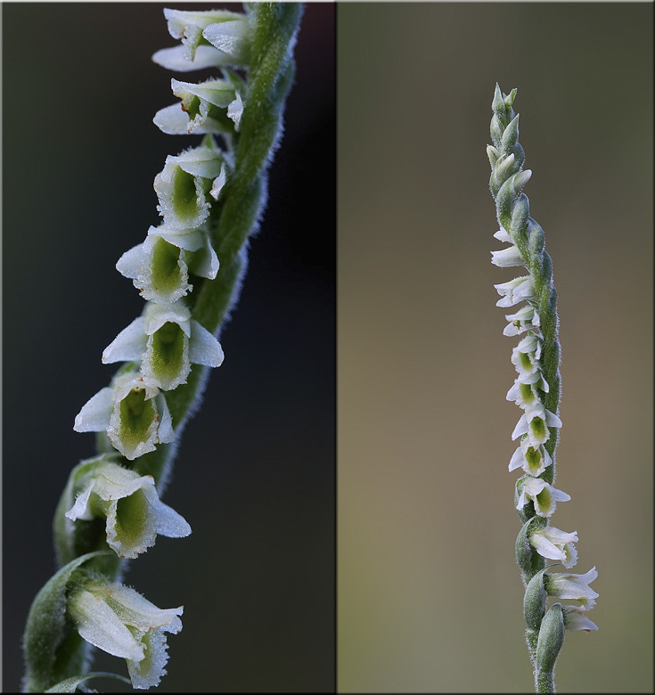 معرفی و راهنمای پرورش گیاهان زینتی - اسپیرانتز اسپیرالیس